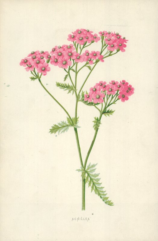 Achillea de Frederick Edward Hulme