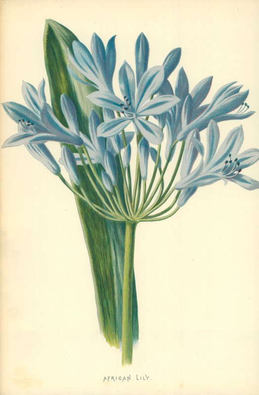 Lírio africano de Frederick Edward Hulme