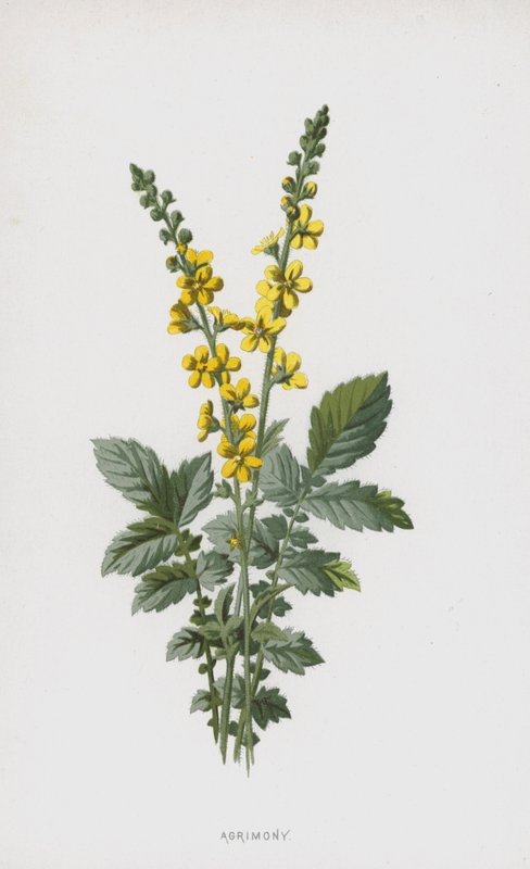 Agrimony (cromolitho) de Frederick Edward Hulme