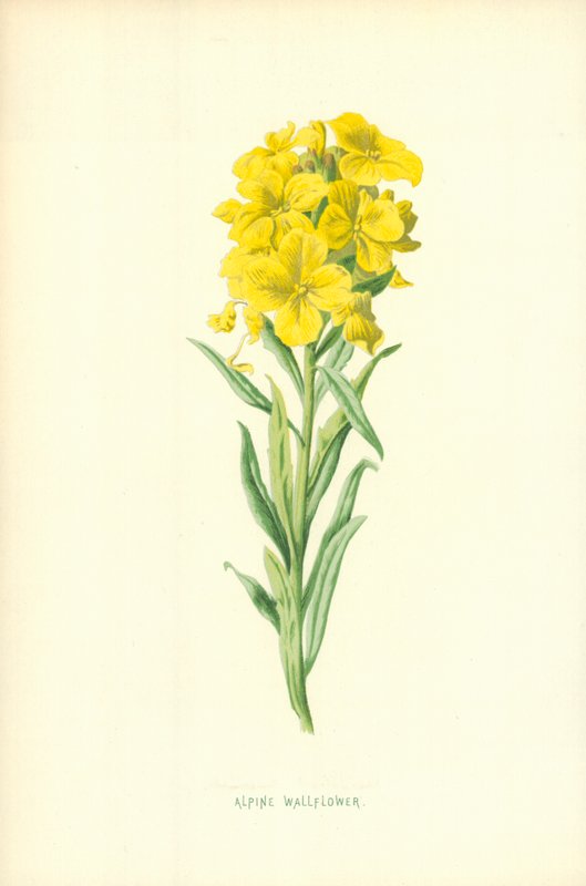 Wallflower alpino de Frederick Edward Hulme