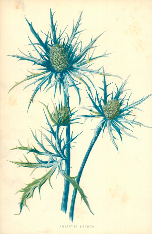 Ametista Eryngo de Frederick Edward Hulme