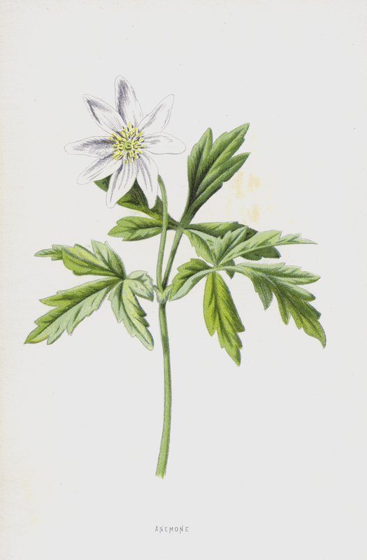 Anemone (cromolitho) de Frederick Edward Hulme