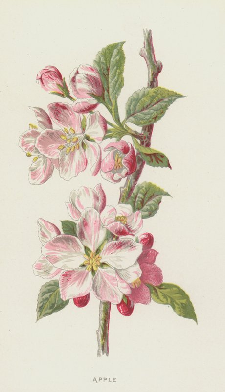 Maçã (chromolitho) de Frederick Edward Hulme