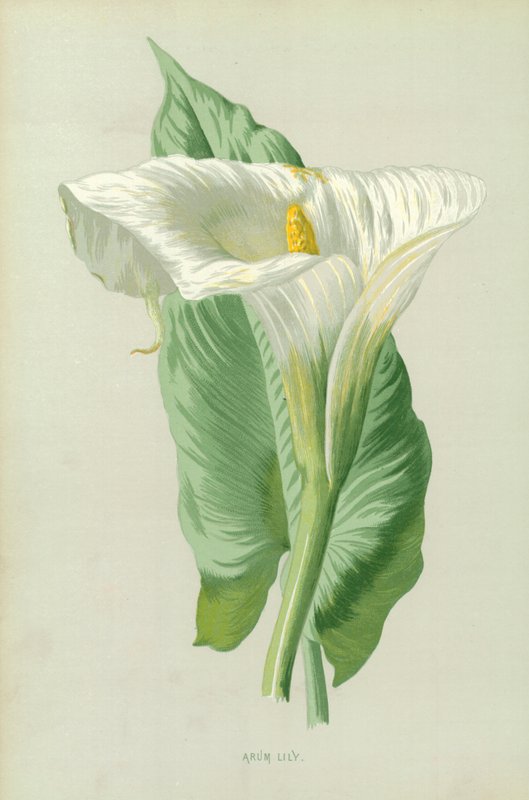Arum Lily de Frederick Edward Hulme