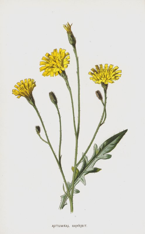 Hawkbit outonal (cromolitho) de Frederick Edward Hulme