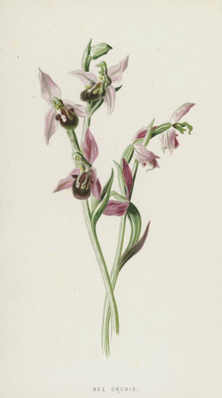 Orquídea da abelha (chromolitho) de Frederick Edward Hulme