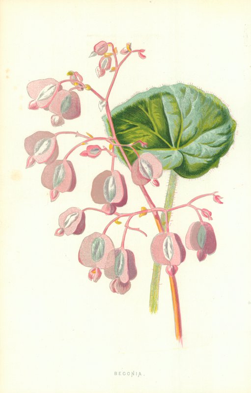 Begônia de Frederick Edward Hulme