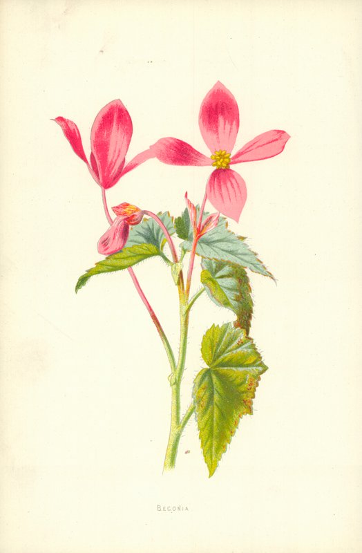 Begônia de Frederick Edward Hulme