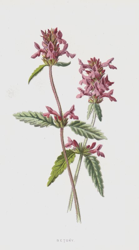 Concreto (cromo) de Frederick Edward Hulme