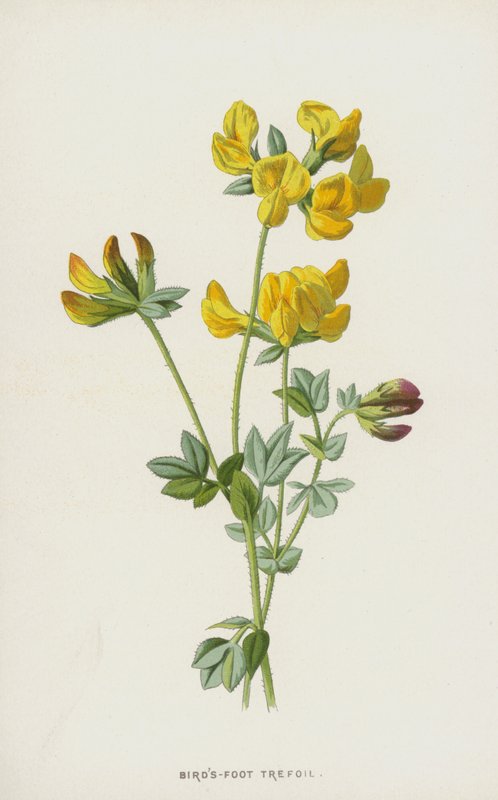 Trevo Pássaro-Pé (cromolito) de Frederick Edward Hulme