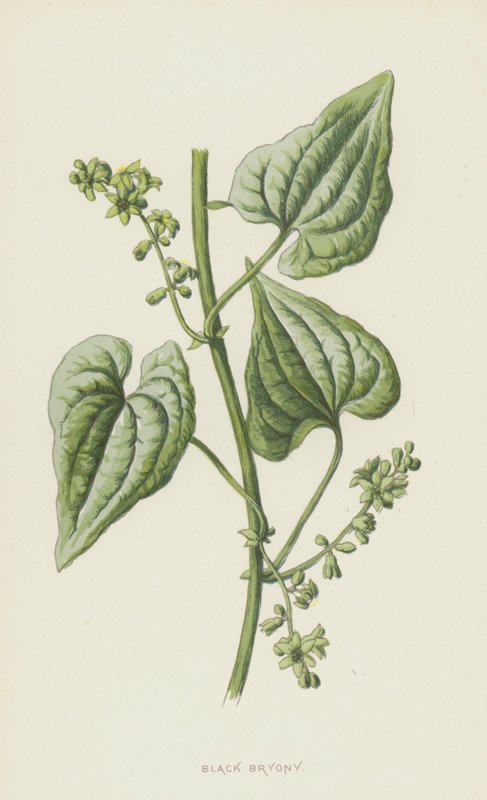 Bryony preto (cromolitho) de Frederick Edward Hulme