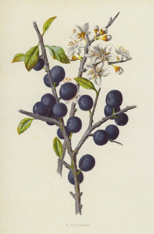 Espinheiro-negro (cromolito) de Frederick Edward Hulme