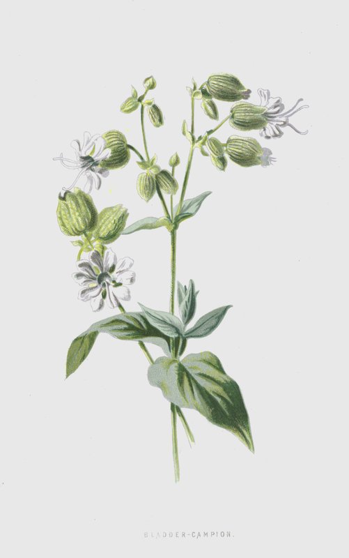 Bexiga-Campion (cromolitho) de Frederick Edward Hulme