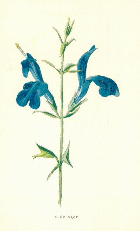 Sábio azul de Frederick Edward Hulme