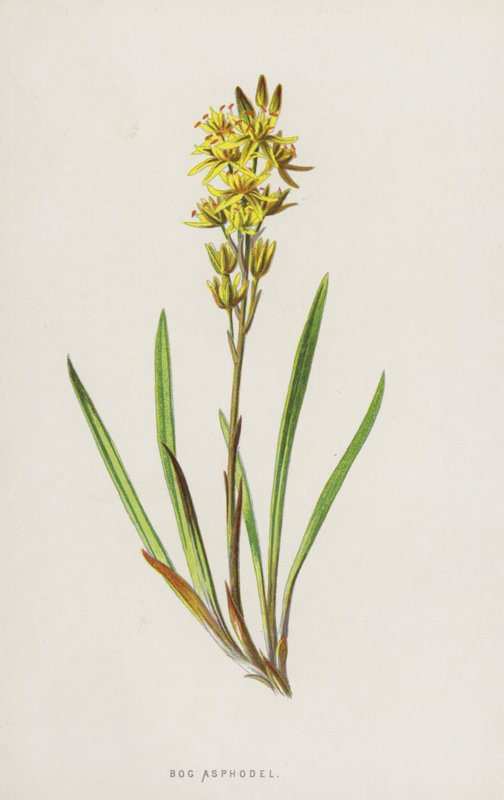 Asphodel Bog (cromolito) de Frederick Edward Hulme