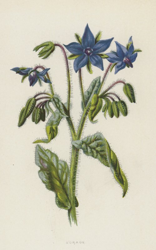Borragem (cromolitho) de Frederick Edward Hulme