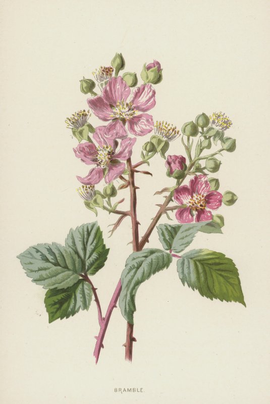 Amora (cromolitho) de Frederick Edward Hulme