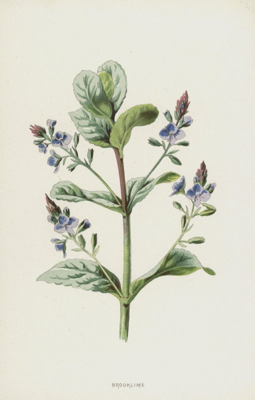 Brooklime (cromolitho) de Frederick Edward Hulme