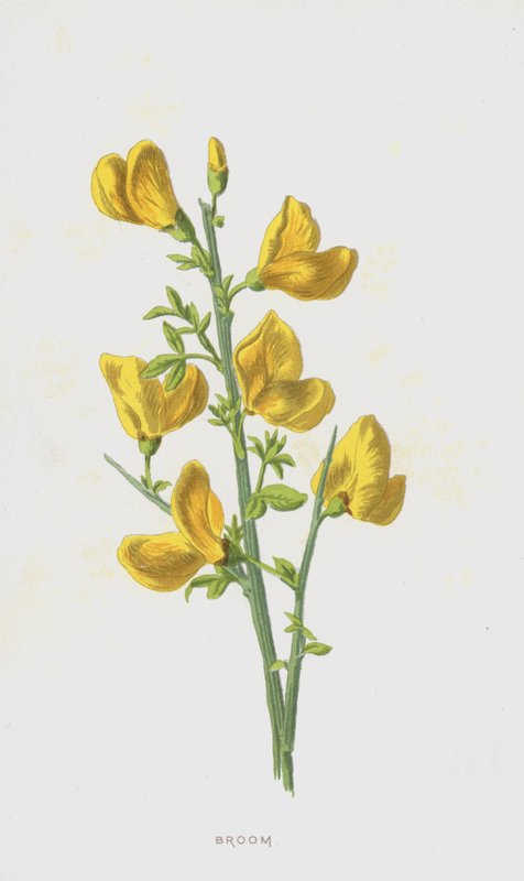 Vassoura (cromolitho) de Frederick Edward Hulme
