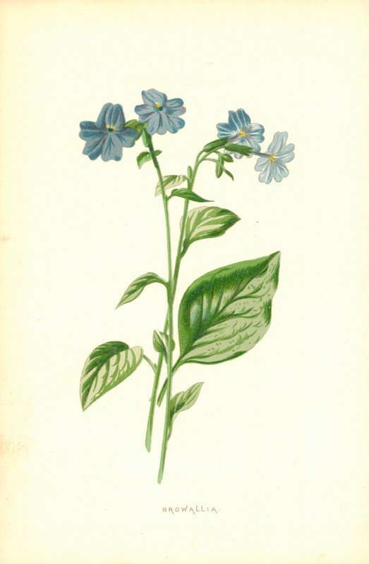 Browallia de Frederick Edward Hulme