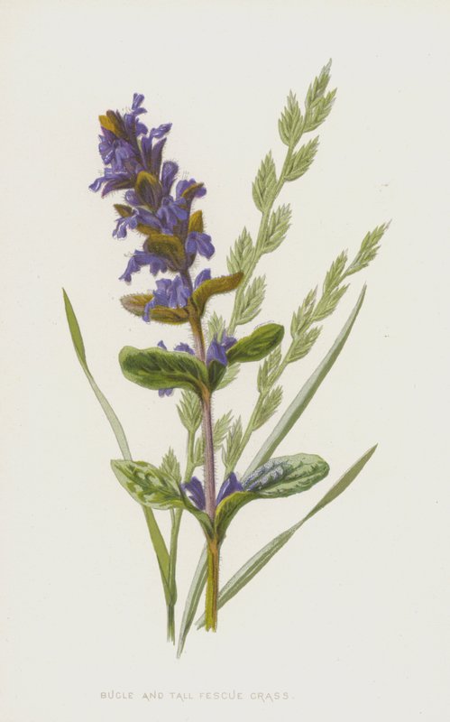 Corneta e grama de festuca alta (cromolitho) de Frederick Edward Hulme