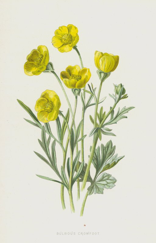 Aranha bulbosa (cromolitho) de Frederick Edward Hulme