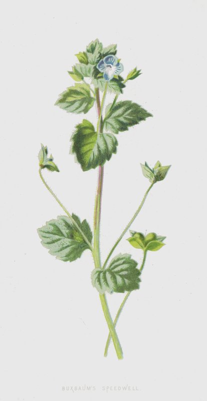 Buxbaums Speedwell (cromolito) de Frederick Edward Hulme