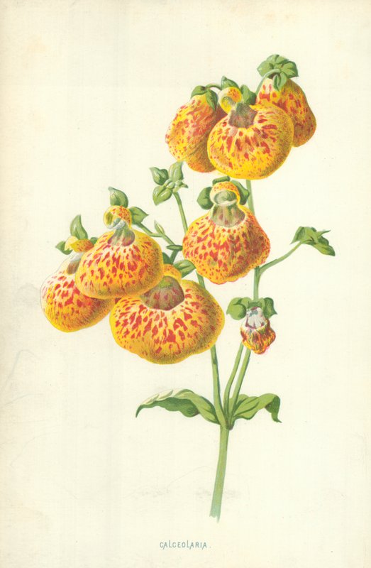 Calceolaria de Frederick Edward Hulme