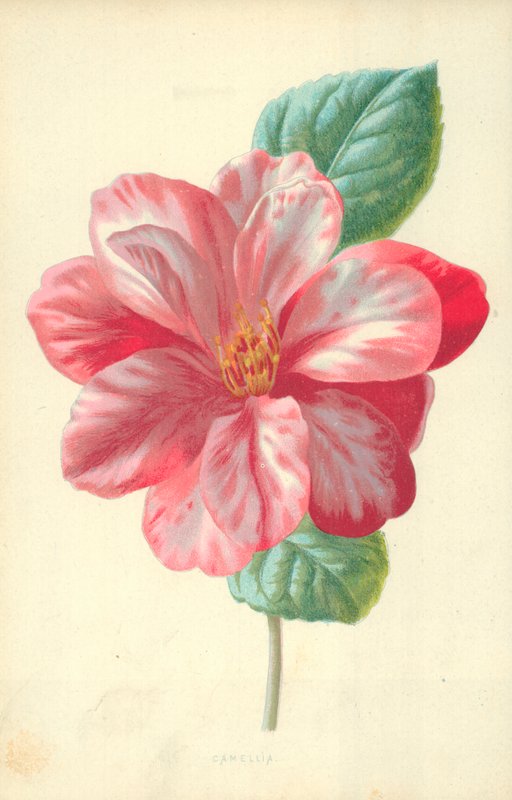 Camélia de Frederick Edward Hulme