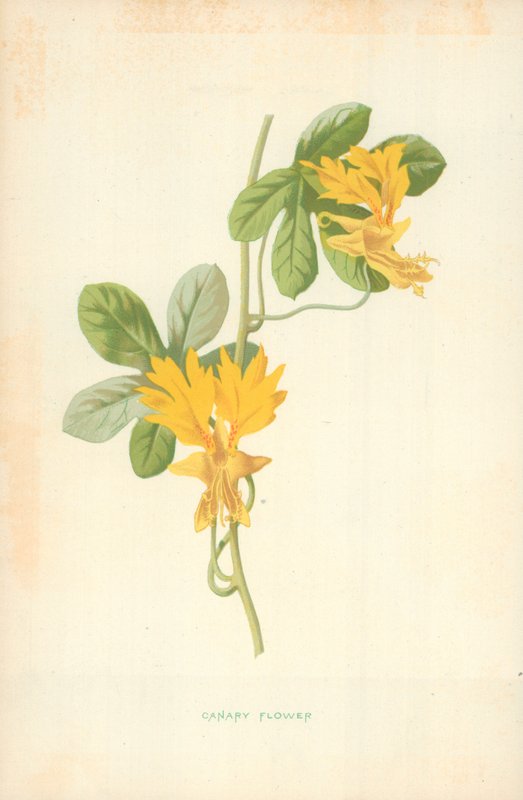 Flor de canário de Frederick Edward Hulme