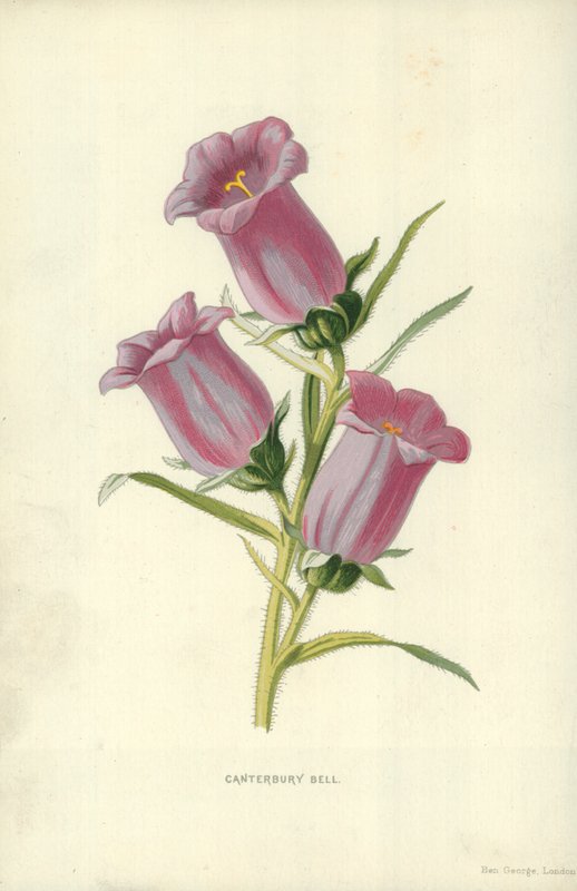 Sino de Canterbury de Frederick Edward Hulme