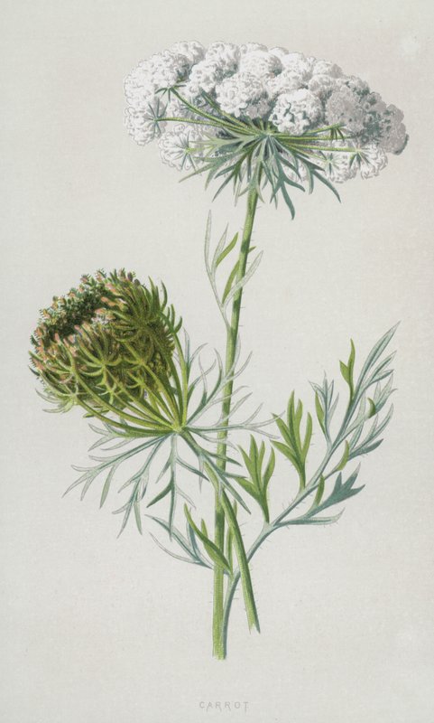 Cenoura (cromolito) de Frederick Edward Hulme