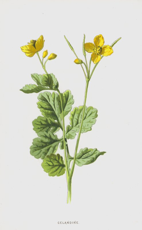 Celandine (cromolitho) de Frederick Edward Hulme