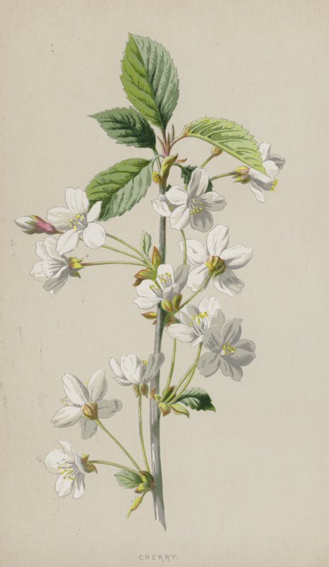 Cereja (cromolitho) de Frederick Edward Hulme
