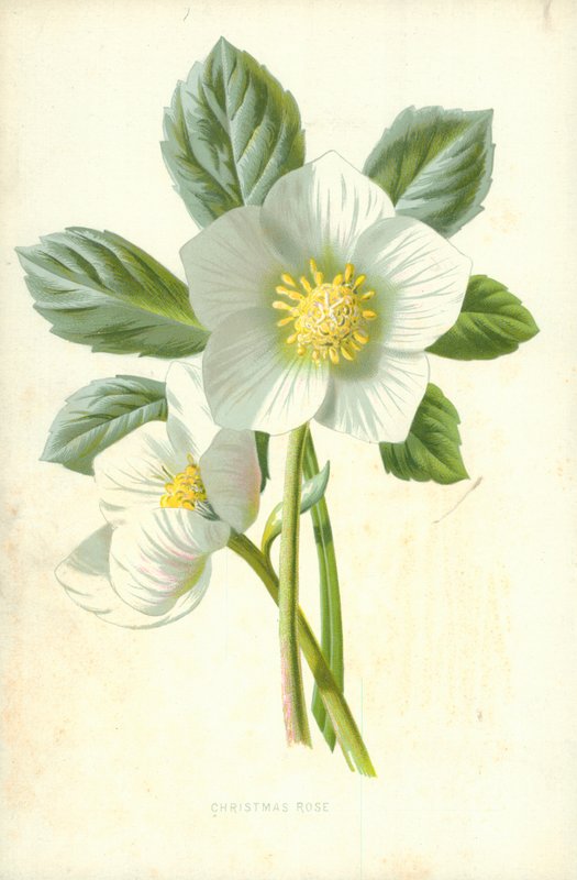 Rosa de natal de Frederick Edward Hulme