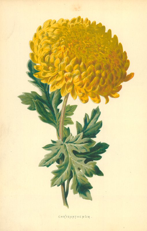 Crisântemo de Frederick Edward Hulme