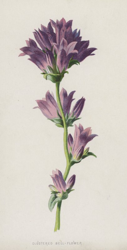 Sino-Flor Clustered (chromolitho) de Frederick Edward Hulme