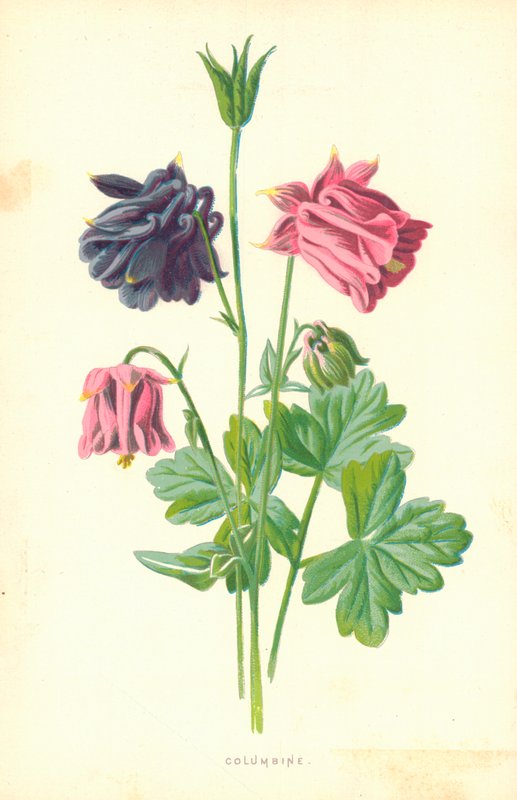 Aquilégia de Frederick Edward Hulme