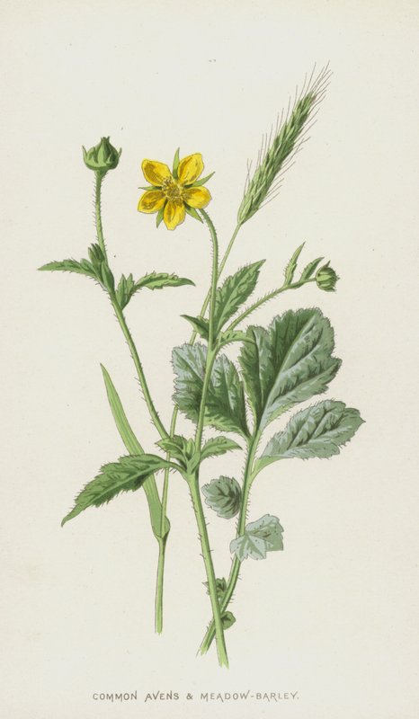 Avens Comum e Meadow-Barley (Chromolitho) de Frederick Edward Hulme