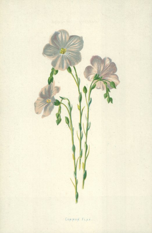 Linho Comum de Frederick Edward Hulme