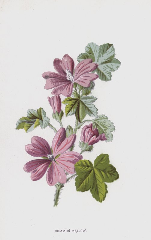 Malva Comum (cromolitho) de Frederick Edward Hulme