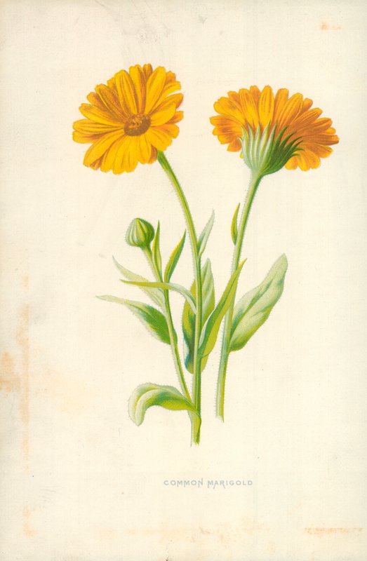 Calêndula Comum de Frederick Edward Hulme