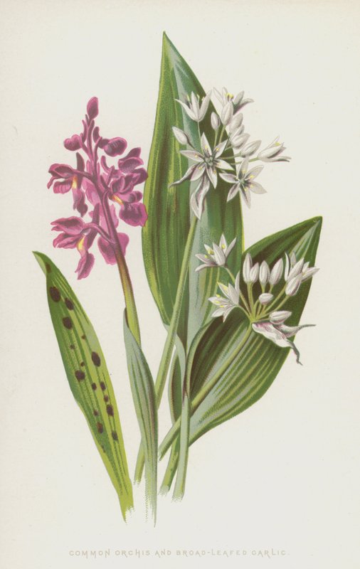 Orchis comum e alho de folhas largas (cromolitho) de Frederick Edward Hulme