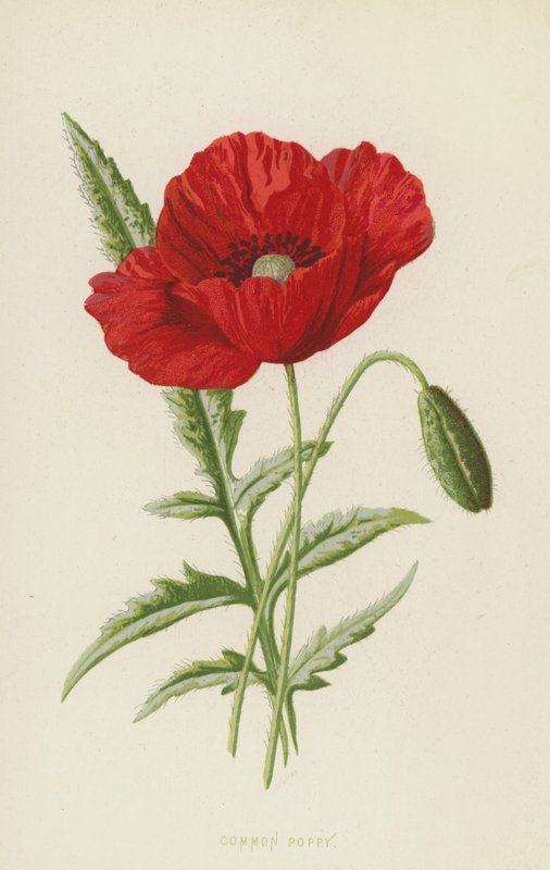 Papoula comum (cromolitho) de Frederick Edward Hulme