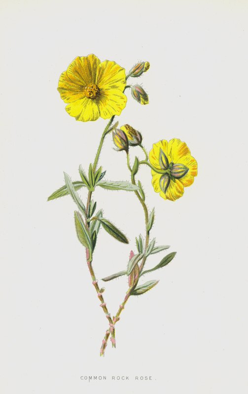 Rock Rose comum (cromolitho) de Frederick Edward Hulme