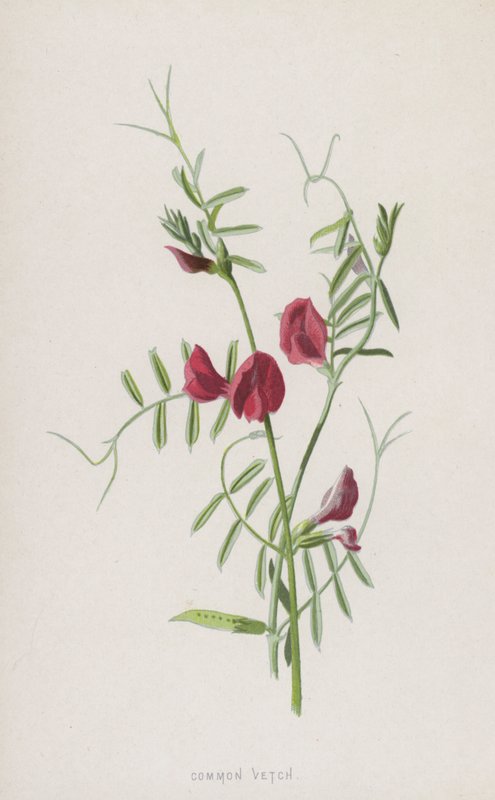 Ervilhaca comum (cromolitho) de Frederick Edward Hulme