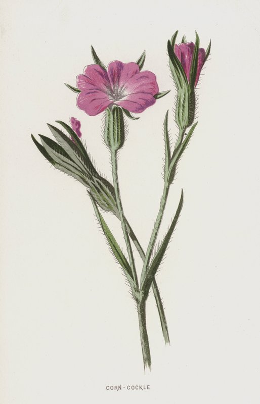 Milho-berbigão (cromolito) de Frederick Edward Hulme