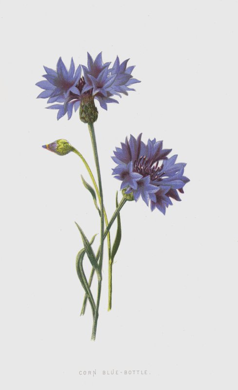 Garrafa de Milho Azul (Cromolitho) de Frederick Edward Hulme
