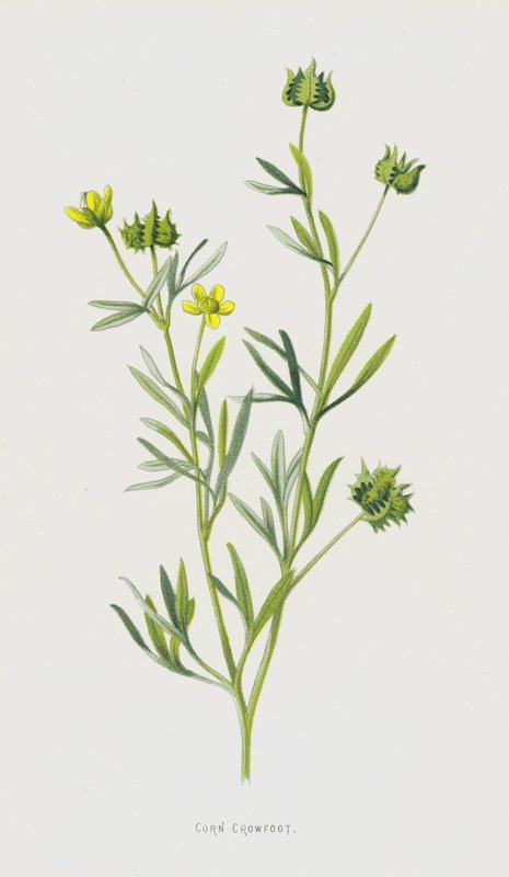 Aranha de milho (cromolito) de Frederick Edward Hulme