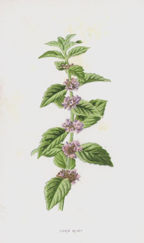 Menta de milho (cromolitho) de Frederick Edward Hulme